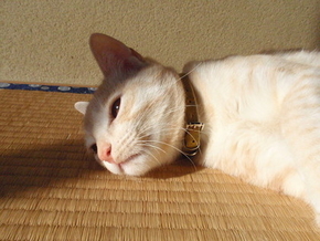 こんなのも疲れになる…
