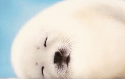 相方さんをマヤ暦で研究してみた(^o^)/