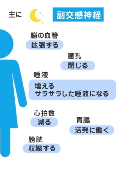 副交感神経を高めて体元気に☆
